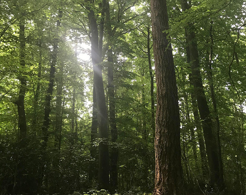 NOUS ÉTIONS LA FORÊT